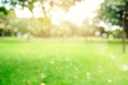 defocused bokeh background of  garden trees in sunny day