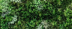 Herb wall, plant wall, natural green wallpaper and background. nature wall. Nature background of green forest