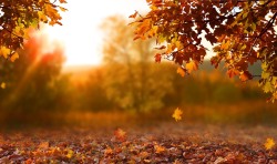 Beautiful autumn landscape with yellow trees,green and sun. Colorful foliage in the park. Falling leaves natural background