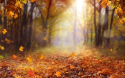 Beautiful autumn landscape with yellow trees and sun. Colorful foliage in the park. Falling  leaves natural background .Autumn season concept