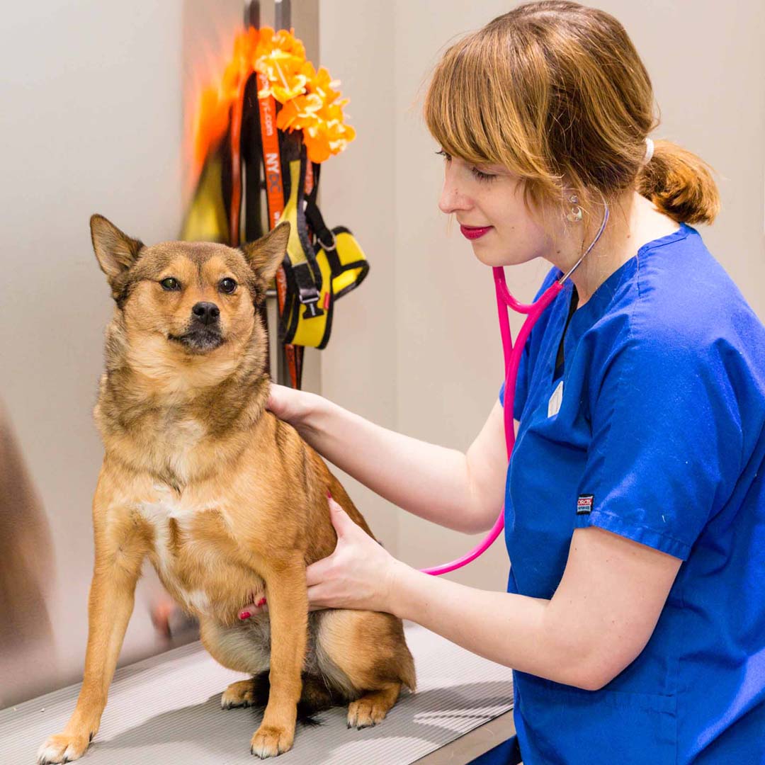 Dog-City-NYC-veterinarian Dog-City-NYC-veterinarian