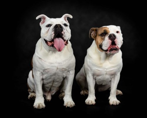Capturing Your Furry Friends: Why Professional Pet Photography is Worth It