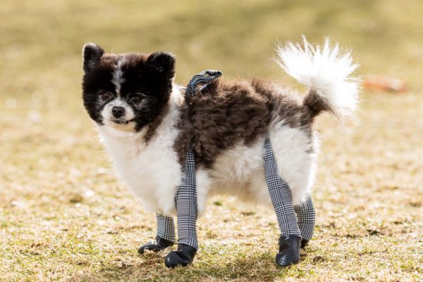 Shark Tank Makes Offer to Walkee Paws