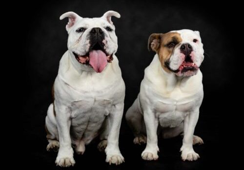 Smiling studio headshots of Otis and Bear the Dogs